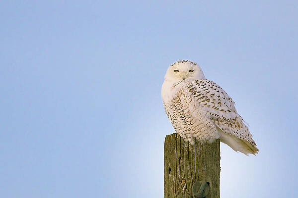Snowy Owl - Harfang des neiges - Bubo scandiacus by Nature and Wildlife Photography Snowy Owl - Harfang des neiges - Bubo scandiacus by Nature and Wildlife Photography