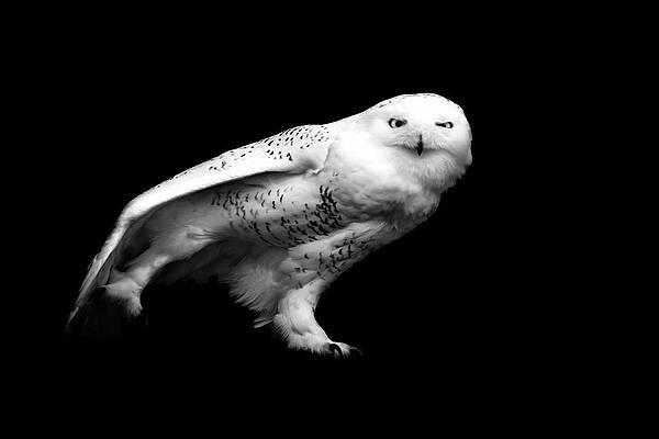Snowy Owl Print by Malcolm Macgregor