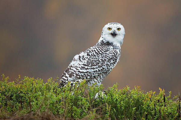 Wall Art - Photograph - Snowy Owl by Milan Zygmunt