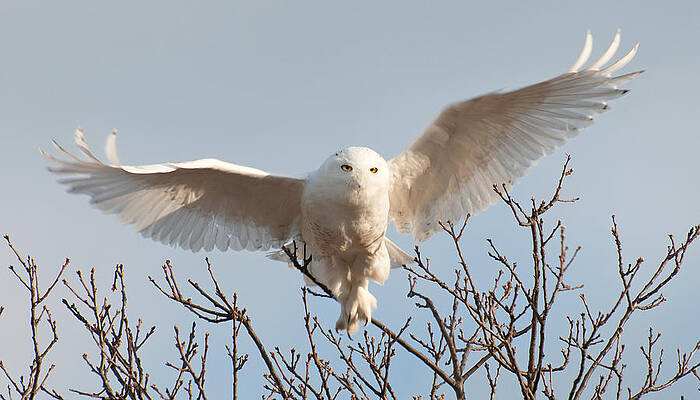 Snowy Owl Takeoff by Deborah Venuti