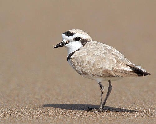 Snowy Plover by Steve Kaye Snowy Plover by Steve Kaye