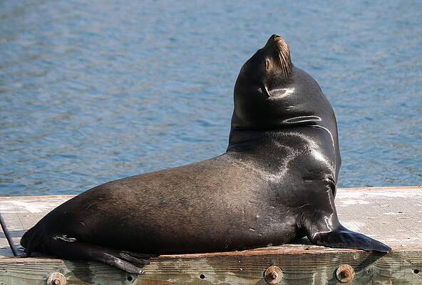 Wall Art - Photograph - Soakin Up the Rays  by Christy Pooschke