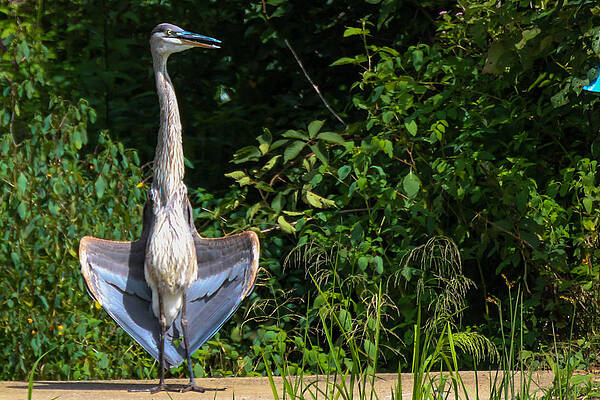 SOAKING UP THE SUN by MaryAnn Barry SOAKING UP THE SUN by MaryAnn Barry