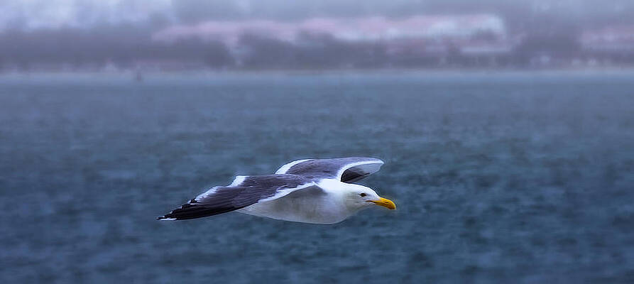 Soar by Joe Ownbey