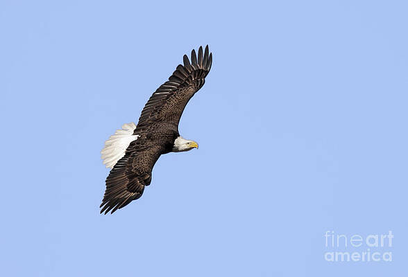 Soarings  by Steve Leach