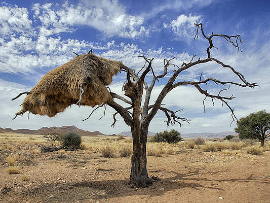 Wall Art - Photograph - Sociable Weaver Nest Namib Desert by Alexander Koenders