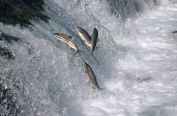 Wall Art - Photograph - Sockeye Salmon Oncorhynchus Nerka by Matthias Breiter
