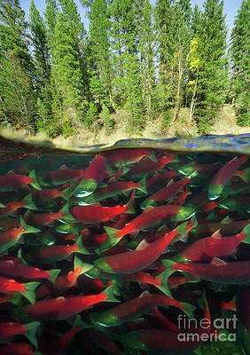 Wall Art - Photograph - Sockeye Salmon Run by Yva Momatiuk John Eastcott