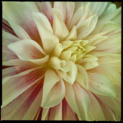 Soft Dahl Dahlia Flower by Dorian Hill Soft Dahl Dahlia Flower by Dorian Hill