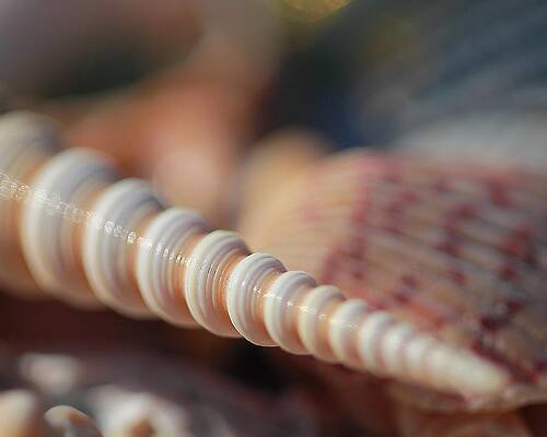 Wall Art - Photograph - Soft Swirls by Angela Murdock