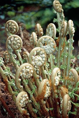 Wall Art - Photograph - Soft Tree Fern (dicksonia Antarctica) by Science Photo Library