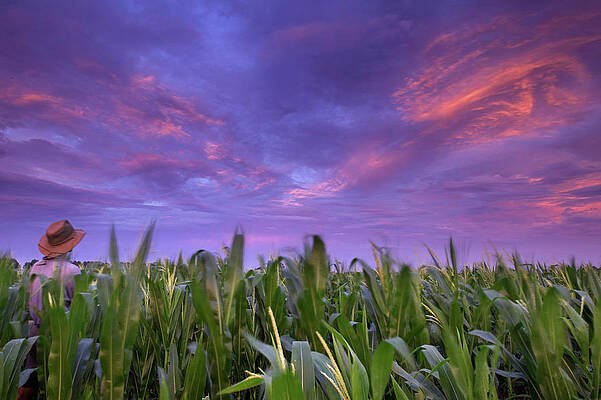 Wall Art - Photograph - Soil Scientist A Corn Field At Sunset by Peter Essick