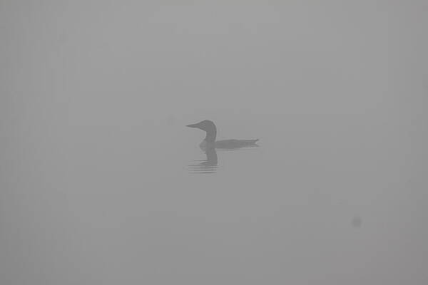 Solitary Loon by Nancy Hepting