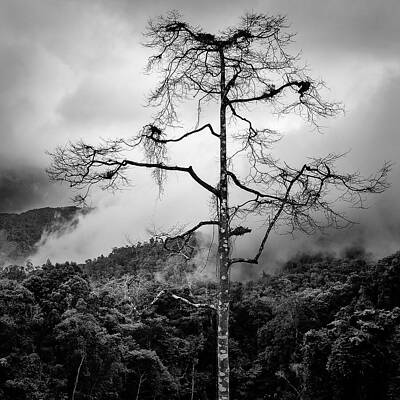 Wall Art - Photograph - Solitary Tree by Dave Bowman