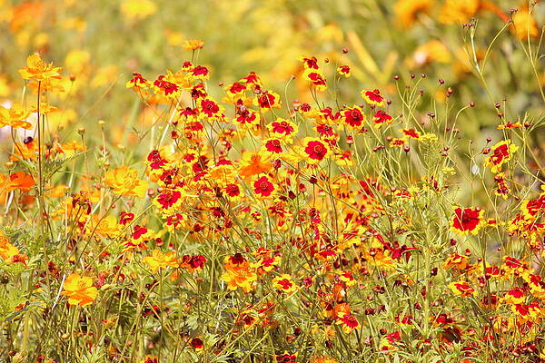 Sommer meadow by Heike Hultsch Sommer meadow by Heike Hultsch