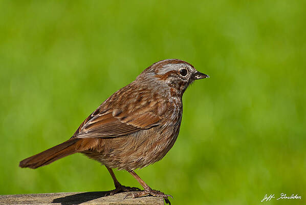 Song Sparrow on a Log by Jeff Goulden Song Sparrow on a Log by Jeff Goulden