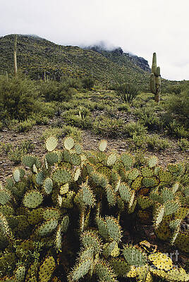 Wall Art - Photograph - Sonoran Desert In Spring by William H. Mullins
