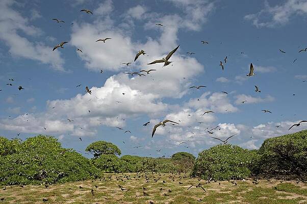 Wall Art - Photograph - Sooty Tern Colony In Flight by Science Photo Library