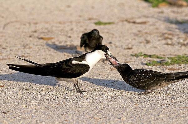 Wall Art - Photograph - Sooty Tern Feeding Its Chicks by Science Photo Library
