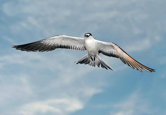 Wall Art - Photograph - Sooty Tern In Flight by Science Photo Library