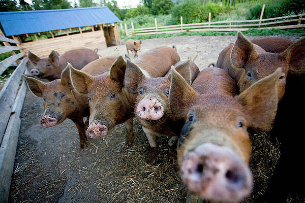 Wall Art - Photograph - Sorrento, Bc - Hogs Are Fed Waste by Craig Pulsifer