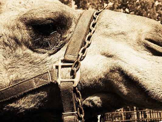 Soul of a Camel by Lora Mercado Soul of a Camel by Lora Mercado