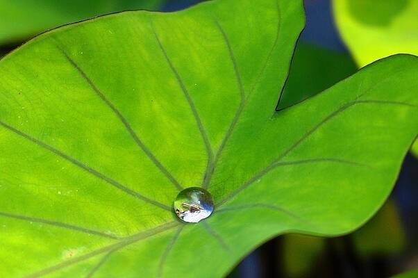 Source of Life by Julia Ivanovna Willhite Source of Life by Julia Ivanovna Willhite