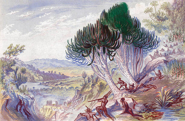 Wall Art - Photograph - South Africa, Khoikhoi Attack by Science Source