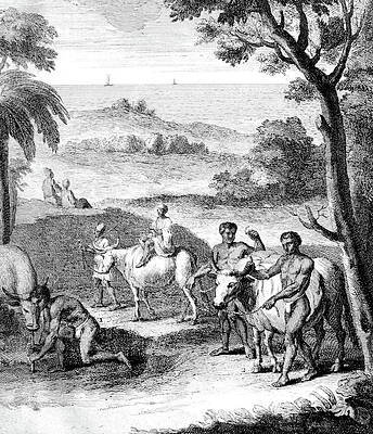 Wall Art - Photograph - South Africa, Khoikhoi Cattle by Science Source