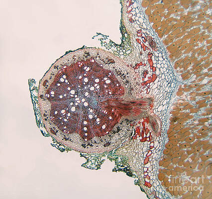 Wall Art - Photograph - Soybean Root Structure With Nodule by Garry DeLong