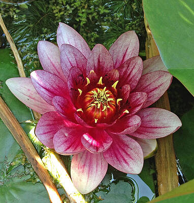 Lily by Kate Gibson Oswald Lily by Kate Gibson Oswald