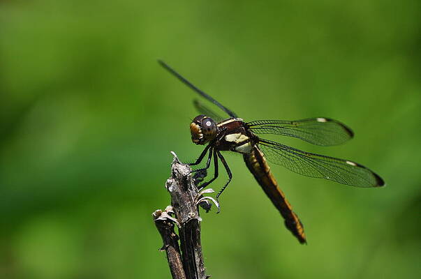 Spangled Skimmer  by Steve Rhoades