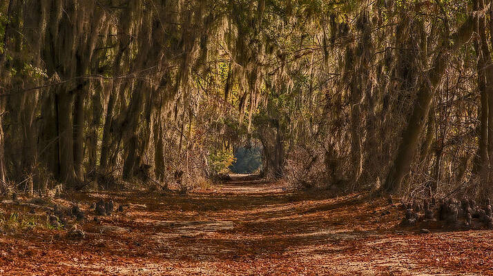 Spanish Moss Canopy Path by Michael Whitaker Spanish Moss Canopy Path by Michael Whitaker