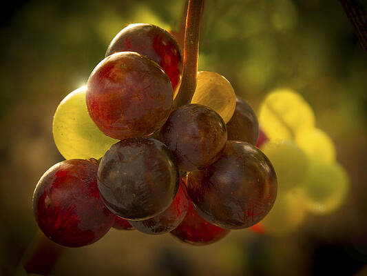 Wall Art - Photograph - Sparkling Grape Cluster by Jean Noren