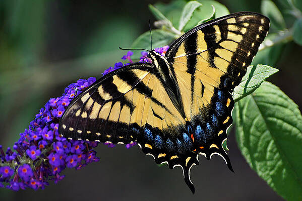 Wall Art - Photograph - Sparkling Swallowtail by Leda Robertson
