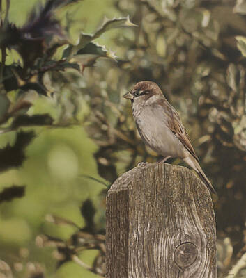 Sparrow On Fence by Alberto Ponno
