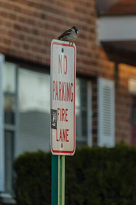 Wall Art - Photograph - Sparrow on 'No parking' by SAURAVphoto Online Store