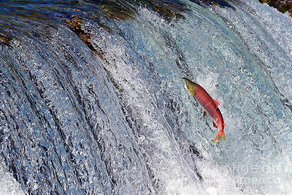 Wall Art - Photograph - Spawner by Bill Singleton
