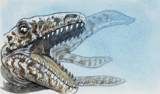 Wall Art - Photograph - Specimen Of Extinct Reptile by Science Photo Library