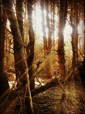 Wall Art - Photograph - Spellbound by Micki Findlay