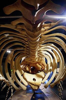 Wall Art - Photograph - Sperm Whale Skeleton Display by Science Photo Library