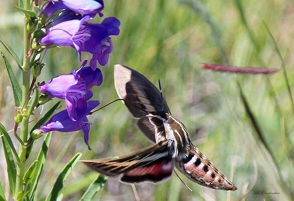 Wall Art - Photograph - Sphinx Moth And Lupinus by Barbara Chichester