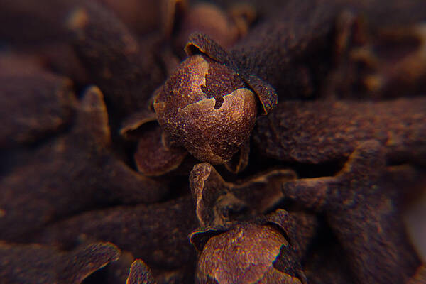 Wall Art - Photograph - Spicy close-ups Cloves by SAURAVphoto Online Store