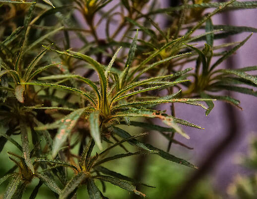 Wall Art - Photograph - Spider Azalea by Flees Photos