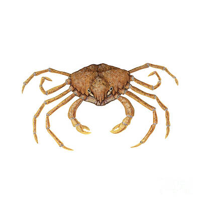Wall Art - Photograph - Spider Crab by Carlyn Iverson