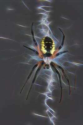 Spider in waiting by John G Schickler Spider in waiting by John G Schickler