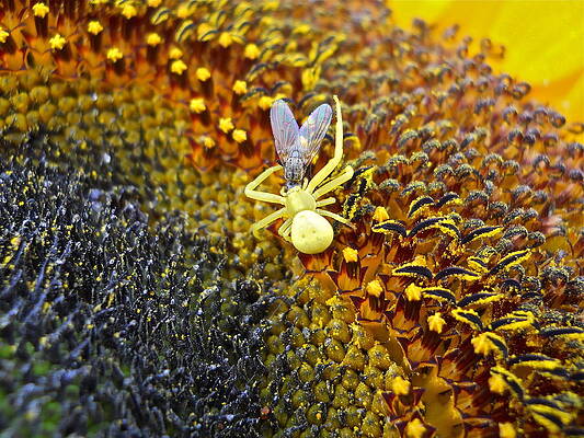 Spider with Fly by Kent Lorentzen Spider with Fly by Kent Lorentzen