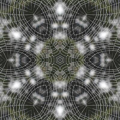 Spiderweb in Black by Trina Stephenson Spiderweb in Black by Trina Stephenson