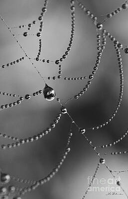 Wall Art - Photograph - Spiderweb with raindrop beats by Iris Richardson