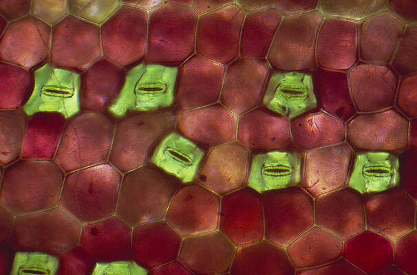 Wall Art - Photograph - Spiderwort Closed Stomata by Ray Simons